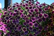 Petunia atkinsiana Fortado Velvet Picotee