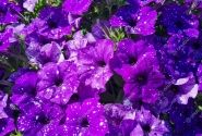Petunia atkinsiana StarTunia Blue (XXL)