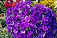 Petunia atkinsiana StarTunia Blue (XXL)