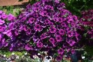 Petunia atkinsiana StarTunia Magenta