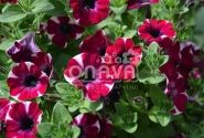 Petunia atkinsiana Fortado Special Burgundy Bicolor