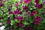 Petunia atkinsiana Fortado Special Burgundy Bicolor