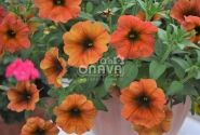 Petunia atkinsiana BeautiCal Cinnamon