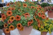 Petunia atkinsiana BeautiCal Cinnamon