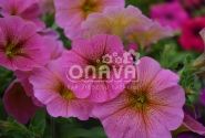 Petunia atkinsiana BeautiCal Sunray