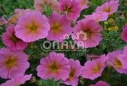 Petunia atkinsiana BeautiCal Sunray