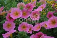 Petunia atkinsiana BeautiCal Sunray