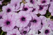 Petunia atkinsiana Patia Lavender Vein