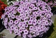 Petunia atkinsiana Patia Lavender Vein