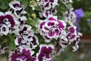 Petunia atkinsiana Tumbelina Bella
