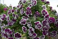Petunia atkinsiana Tumbelina Bella
