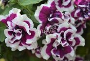 Petunia atkinsiana Tumbelina Bella