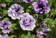 Petunia atkinsiana Tumbelina Priscilla Pro