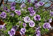 Petunia atkinsiana Tumbelina Priscilla Pro