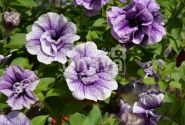 Petunia atkinsiana Tumbelina Priscilla Pro (XXL)
