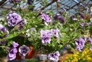 Petunia atkinsiana Tumbelina Priscilla Pro (XXL)