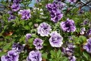 Petunia atkinsiana Tumbelina Priscilla Pro (XXL)