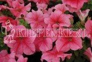 Petunia grandiflora Finity Red Vein
