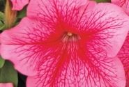 Petunia grandiflora Finity Red Vein