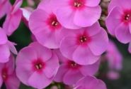 Phlox paniculata Adessa Rose Eye