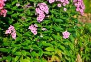 Phlox paniculata Adessa Rose Eye