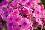 Phlox paniculata Adessa Rose Eye