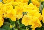 Primula elatior Inara Gold