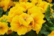 Primula elatior Inara Gold
