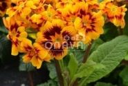 Primula elatior Indian Tiger