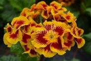Primula elatior Indian Tiger