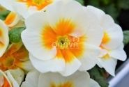 Primula vulgaris Jupiter Gold Splash
