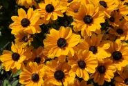 Rudbeckia hirta Toto Gold
