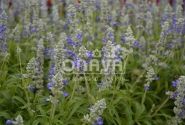 Salvia farinacea Strata