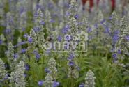 Salvia farinacea Strata