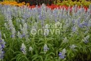 Salvia farinacea Strata