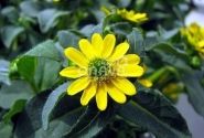 Sanvitalia procumbens Solaris Compact