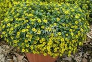 Sanvitalia procumbens Solaris Compact