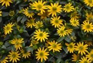 Sanvitalia procumbens Solaris Patio