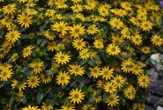 Sanvitalia procumbens Solaris Patio