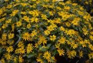 Sanvitalia procumbens Solaris Table