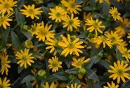 Sanvitalia procumbens Solaris Table