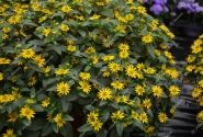 Sanvitalia procumbens Solaris