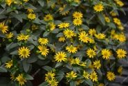 Sanvitalia procumbens Solaris