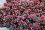 Sedum hybridum  Sunsparkler Blue Elf