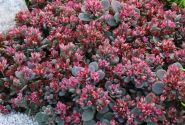 Sedum hybridum  Sunsparkler Blue Elf