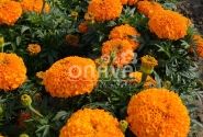 Tagetes erecta Antigua Orange