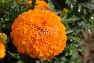 Tagetes erecta Antigua Orange