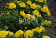 Tagetes erecta Antigua Yellow