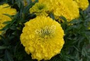 Tagetes erecta Antigua Yellow