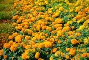 Tagetes erecta Marvel Orange